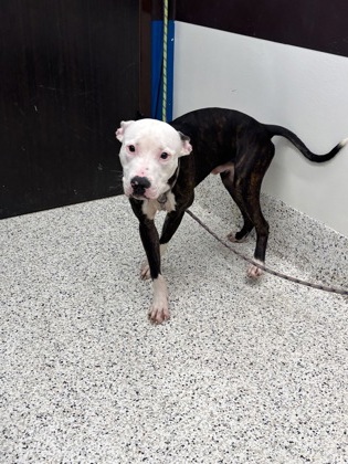 Shelter Stray Male Dog last seen Near burdett ridge, South Fulton, GA, 1251 Fulton Industrial Blvd NW, Atlanta, GA 30336, USA