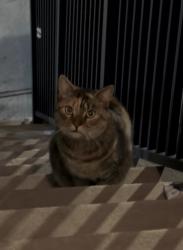 Found/Stray Unknown Cat last seen 38th Street and JFK Boulevard, Union City, NJ 07087