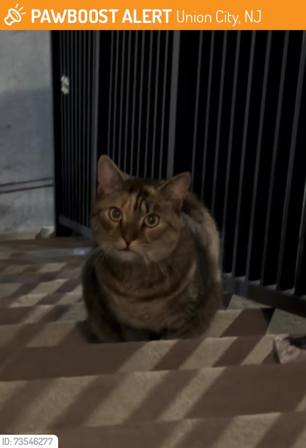 Found/Stray Unknown Cat last seen 38th Street and JFK Boulevard, Union City, NJ 07087