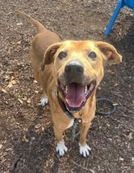 Shelter Stray Male Dog last seen Snapfinger Rd/ Northstrand Dr, 30035, GA, 3280 Chamblee Dunwoody Rd, Chamblee, GA 30341, USA