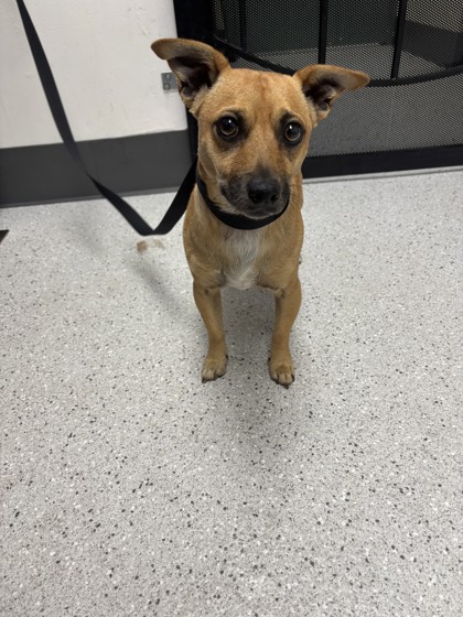 Shelter Stray Male Dog last seen Near Locksley Ave, Oakland, CA, 1101 29th Ave, Oakland, CA 94601, USA