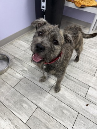 Shelter Stray Male Dog last seen Near Macon Avenue, North Charleston, SC, 2455 Remount Rd, North Charleston, SC 29406, USA