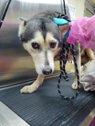 Shelter Stray Female Dog last seen Ruff Road and High Maple Circle, North Charleston, SC, 2455 Remount Rd, North Charleston, SC 29406, USA