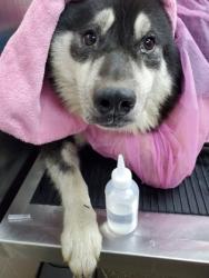 Shelter Stray Female Dog last seen Near Coastal Drive, City of Charleston, SC, 2455 Remount Rd, North Charleston, SC 29406, USA