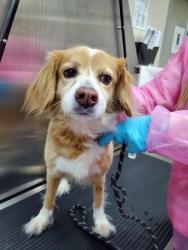 Shelter Stray Female Dog last seen Near Stonewall Drive, North Charleston, SC, 2455 Remount Rd, North Charleston, SC 29406, USA