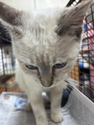 Shelter Stray Female Cat last seen Near B South Surrey Drive, North Charleston, SC, 2455 Remount Rd, North Charleston, SC 29406, USA