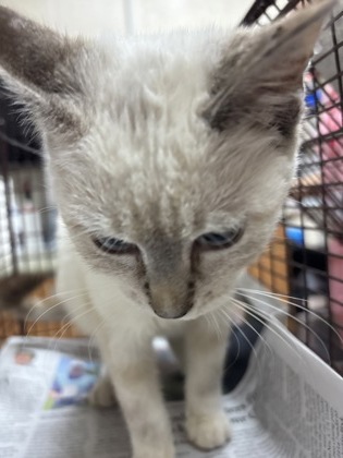 Shelter Stray Female Cat last seen Near B South Surrey Drive, North Charleston, SC, 2455 Remount Rd, North Charleston, SC 29406, USA