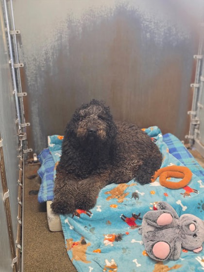 Shelter Stray Unknown Dog last seen Atlantic St and Wills Rd, Roseville City, CA, 200 Tahoe Ave, Roseville, CA 95678, USA