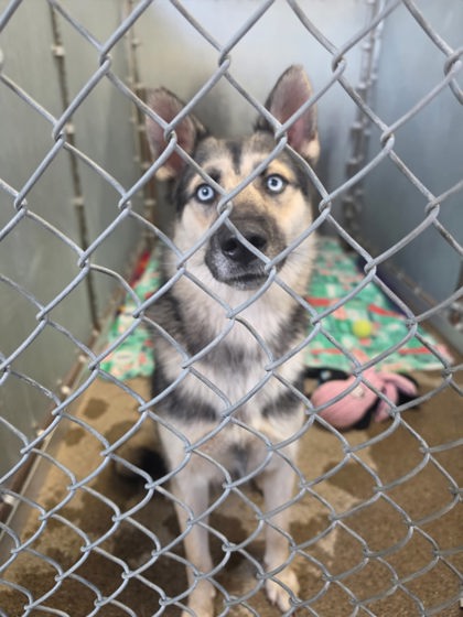Shelter Stray Female Dog last seen Junction Blvd / Baseline Rd, Roseville City, CA, 200 Tahoe Ave, Roseville, CA 95678, USA