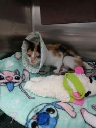 Shelter Stray Female Cat last seen Gelston Dr., 21229, MD, 2490 Giles Rd, Baltimore, MD 21225, USA