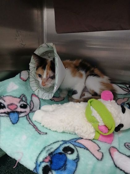 Shelter Stray Female Cat last seen Gelston Dr., 21229, MD, 2490 Giles Rd, Baltimore, MD 21225, USA