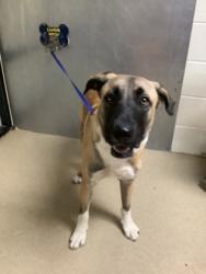 Shelter Stray Male Dog last seen Near Locke Ave, West District, TX, 355 Hillshire Dr, Haslet, TX 76052, USA