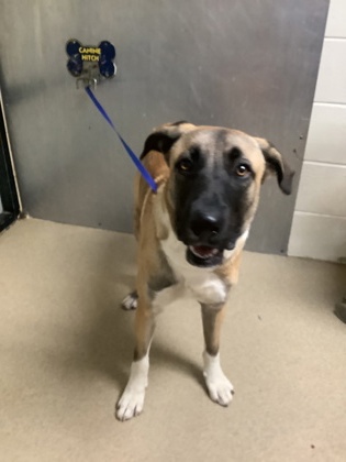 Shelter Stray Male Dog last seen Near Locke Ave, West District, TX, 355 Hillshire Dr, Haslet, TX 76052, USA