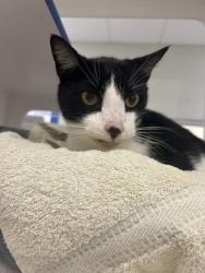 Shelter Stray Male Cat last seen Near 90th ave - 197, IRC AC, FL, 6230 77th St, Vero Beach, FL 32967, USA