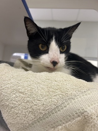 Shelter Stray Male Cat last seen Near 90th ave - 197, IRC AC, FL, 6230 77th St, Vero Beach, FL 32967, USA