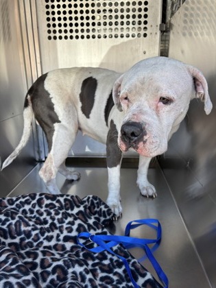 Shelter Stray Female Dog last seen Near James Ave, South District, TX, 355 Hillshire Dr, Haslet, TX 76052, USA