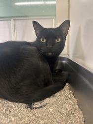 Shelter Stray Male Cat last seen Near Top Sail Lane, VB AC, FL, 6230 77th St, Vero Beach, FL 32967, USA