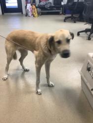 Shelter Stray Male Dog last seen Near DONNELLY AVE, West District, TX, 355 Hillshire Dr, Haslet, TX 76052, USA