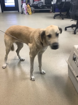 Shelter Stray Male Dog last seen Near DONNELLY AVE, West District, TX, 355 Hillshire Dr, Haslet, TX 76052, USA