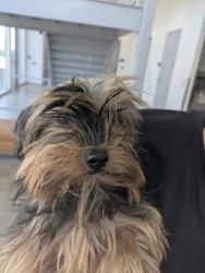 Shelter Stray Female Dog last seen Near Skytop Dr, North District, TX, 355 Hillshire Dr, Haslet, TX 76052, USA