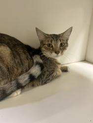 Shelter Stray Female Cat last seen Near 38th Ave, Vero Beach, FL, 6230 77th St, Vero Beach, FL 32967, USA