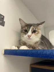 Shelter Stray Female Cat last seen Near 38th Ave, Vero Beach, FL, 6230 77th St, Vero Beach, FL 32967, USA