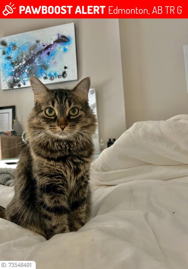Lost Female Cat last seen Strom Lane and Rabbit Hill road, Edmonton, AB T6R 0G3