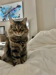 Lost Female Cat last seen Strom Lane and Rabbit Hill road, Edmonton, AB T6R 0G3