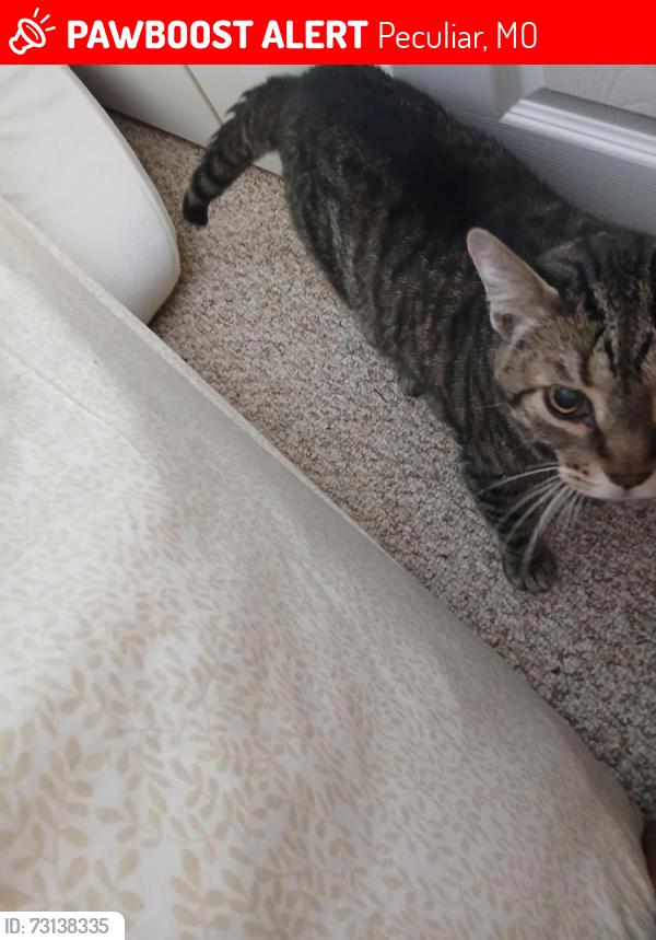 Lost Male Cat last seen Main and Summerskill close to Peculiar, MO, Peculiar, MO 64078