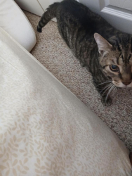 Lost Male Cat last seen Main and Summerskill close to Peculiar, MO, Peculiar, MO 64078