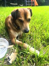 Found/Stray Male Dog last seen Red Road and SW 52 Terrace, Miami, FL 33155