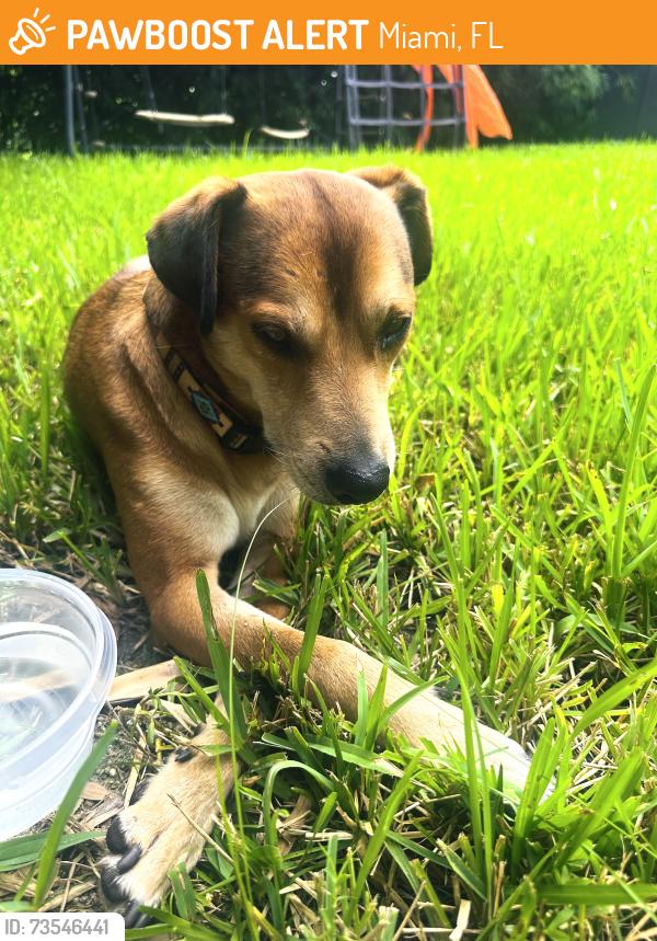 Found/Stray Male Dog last seen Red Road and SW 52 Terrace, Miami, FL 33155