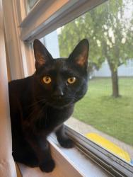 Lost Male Cat last seen hidden cove dr, White Lake, MI 48386