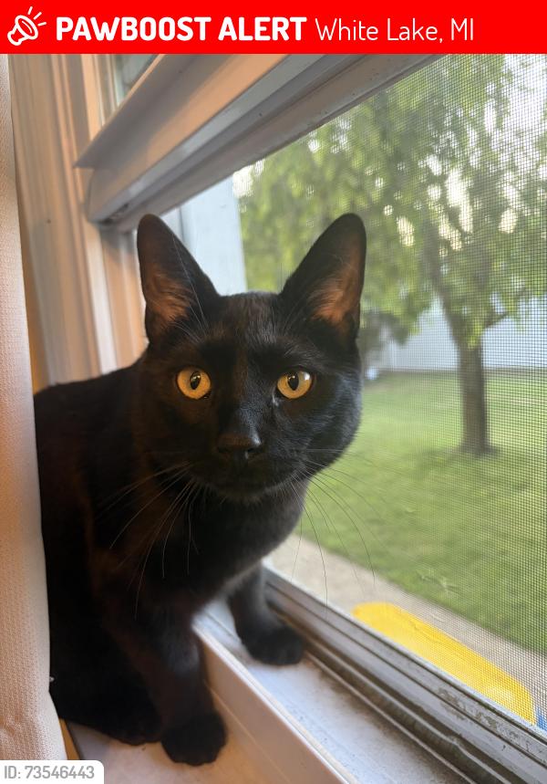 Lost Male Cat last seen hidden cove dr, White Lake, MI 48386