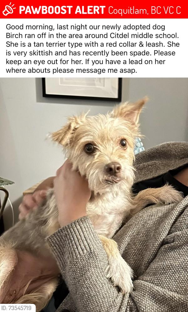 Lost Female Dog last seen Citidel middle school, Coquitlam, BC V3C 6C5