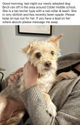 Lost Female Dog last seen Citidel middle school, Coquitlam, BC V3C 6C5