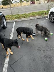 Found/Stray Unknown Dog last seen Near hammer lane, Stockton, CA 95207