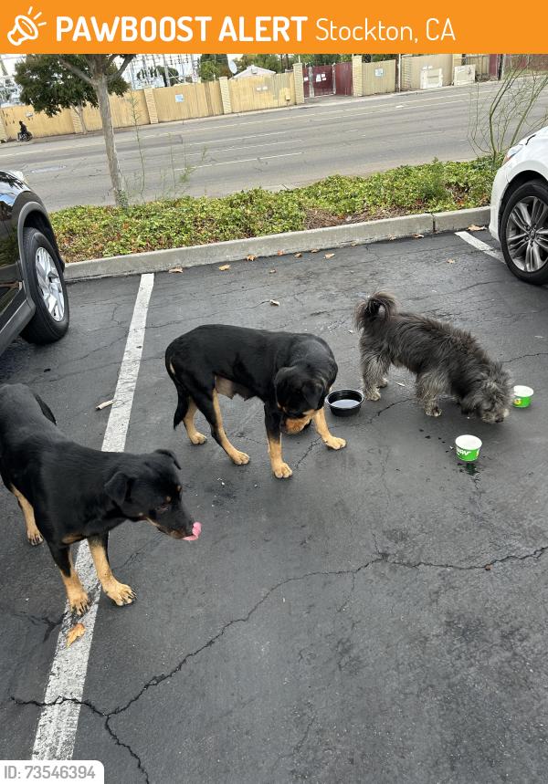 Found/Stray Unknown Dog last seen Near hammer lane, Stockton, CA 95207