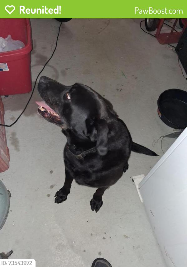 Reunited Unknown Dog last seen Sandy Hill Rd/ Thompson Mill Rd, Buford, GA 30519