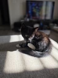 Found/Stray Female Cat last seen Maple drive, Greer, SC 29651
