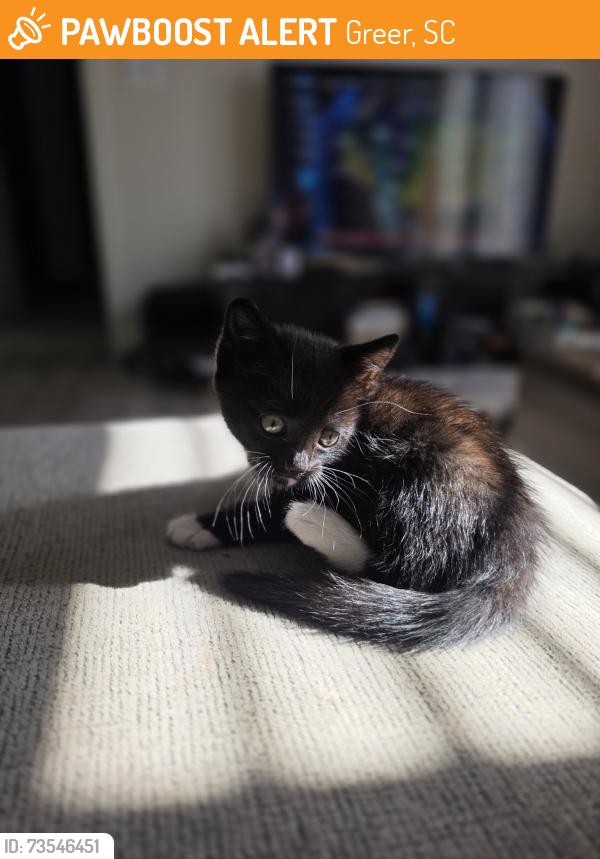 Found/Stray Female Cat last seen Maple drive, Greer, SC 29651