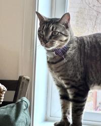 Lost Male Cat last seen 179th Ave E and Cascadia Blvd. East, Bonney Lake, WA 98391