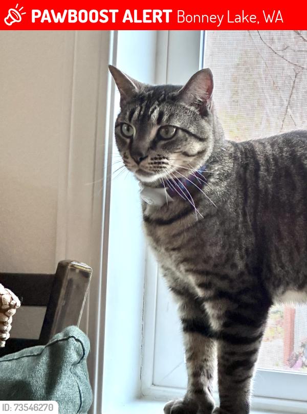 Lost Male Cat last seen 179th Ave E and Cascadia Blvd. East, Bonney Lake, WA 98391