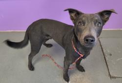 Shelter Stray Male Dog last seen Near S 1300 E, SALT LAKE CITY, UT, 84106, 511 W 3900 S, Salt Lake City, UT 84123, USA