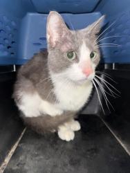 Shelter Stray Male Cat last seen Near Wolfsnare Road, VIRGINIA BEACH, VA, 23454, 341 S Birdneck Rd, Virginia Beach, VA 23451, USA