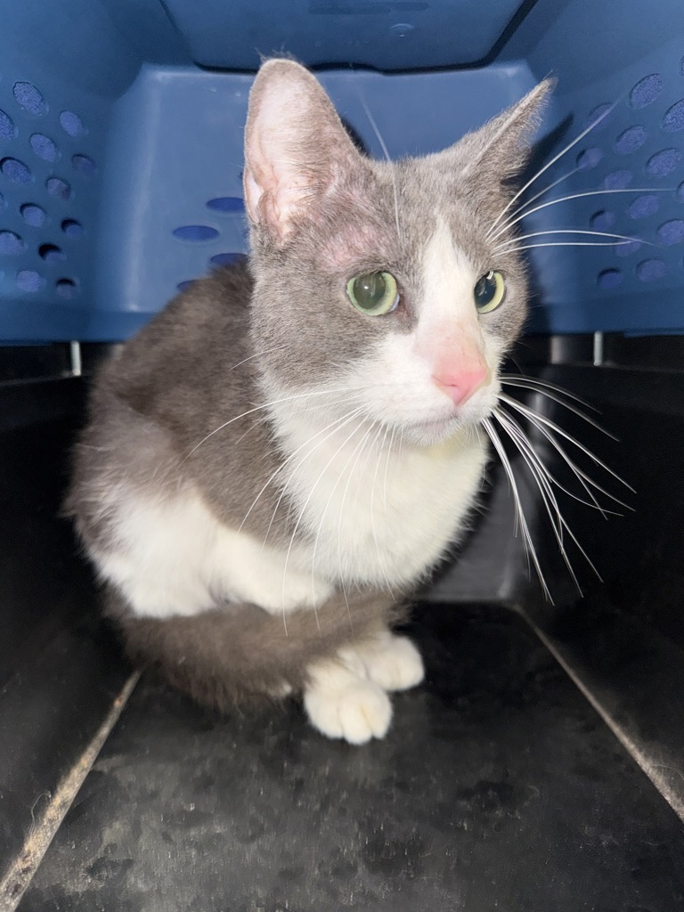 Shelter Stray Male Cat last seen Near Wolfsnare Road, VIRGINIA BEACH, VA, 23454, 341 S Birdneck Rd, Virginia Beach, VA 23451, USA