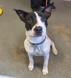 Shelter Stray Female Dog last seen Near S 1300 E, SALT LAKE CITY, UT, 84106, 511 W 3900 S, Salt Lake City, UT 84123, USA