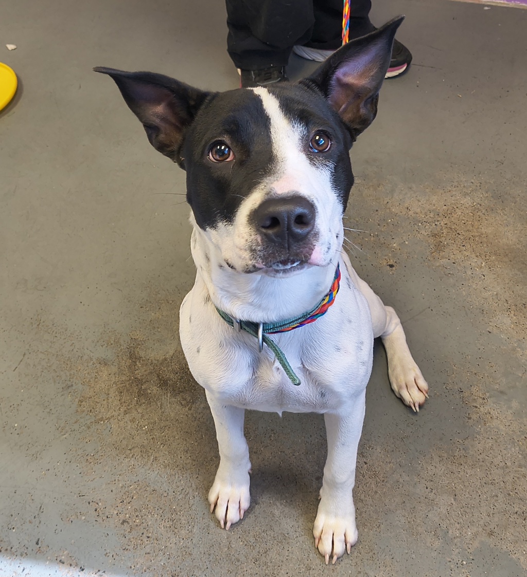 Shelter Stray Female Dog last seen Near S 1300 E, SALT LAKE CITY, UT, 84106, 511 W 3900 S, Salt Lake City, UT 84123, USA