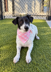 Shelter Stray Female Dog last seen Near La Rue Christ Roi Road, CARENCRO, LA, 70520, 410 Dugas Rd, Lafayette, LA 70507, USA