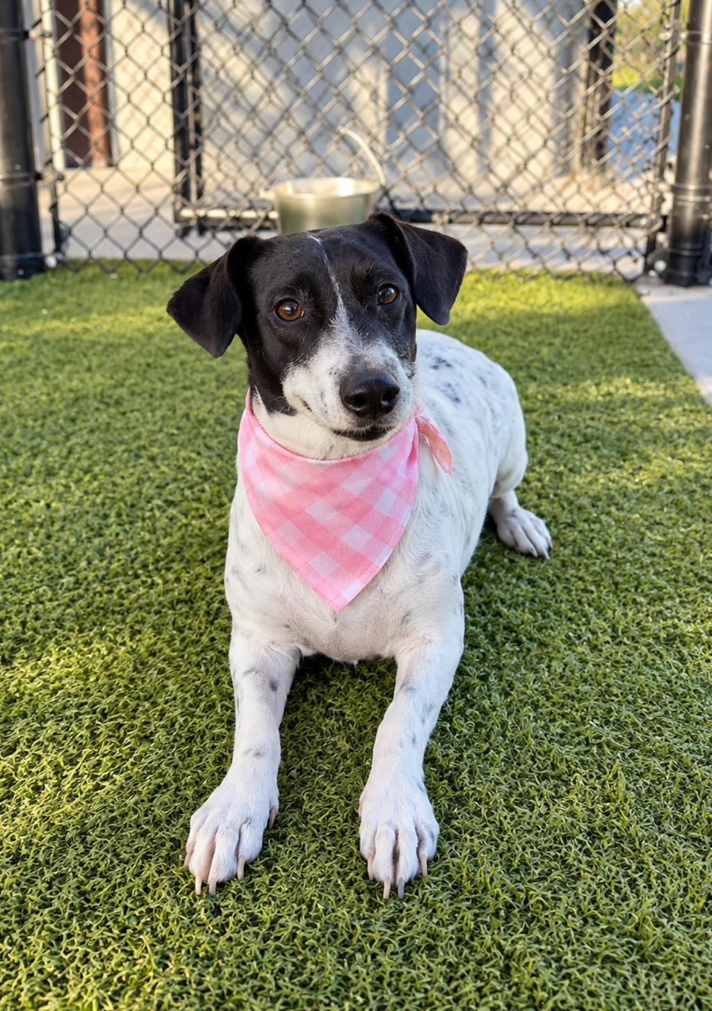 Shelter Stray Female Dog last seen Near La Rue Christ Roi Road, CARENCRO, LA, 70520, 410 Dugas Rd, Lafayette, LA 70507, USA